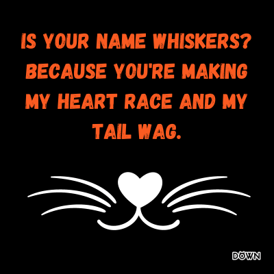Cat Pickup Lines That Will Make Them Smile